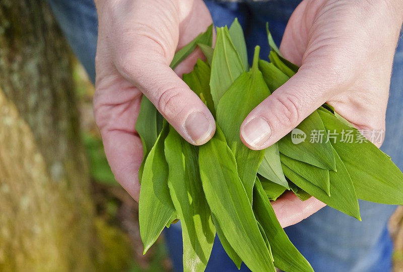 拉姆森-熊蒜- Bärlauch